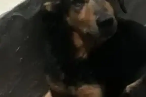 Cachorro perdido Macho (brl002682) - photo