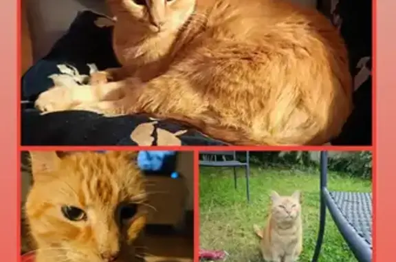 Animaux perdus Nancy, photo: Chat perdu, Avenue Paul Déroulède, Laxou - roux tigré avec collier bleu