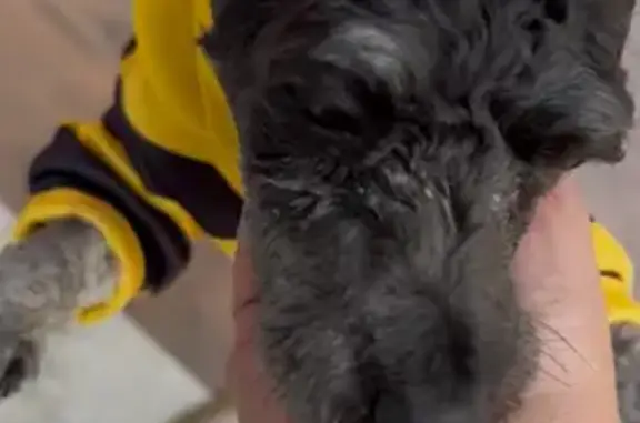 Animales perdidos Tlalnepantla, foto: Perdido perro hembra, Francisco Villa, 18, Tlalnepantla - raza pequeña, negra con blanco