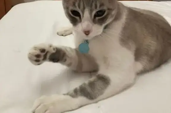 Gato perdido Macho, Madrid (sl495627) - photo