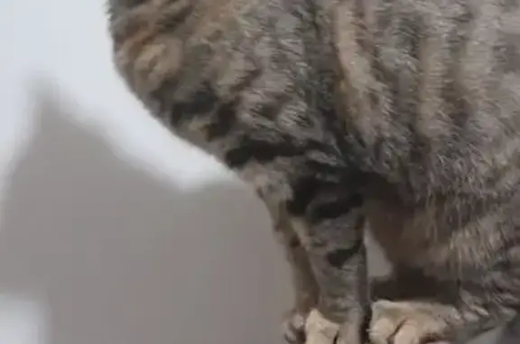 Animaux perdus Gommegnies, photo: Chat perdu, Preux-au-Sart, Hauts-de-France
