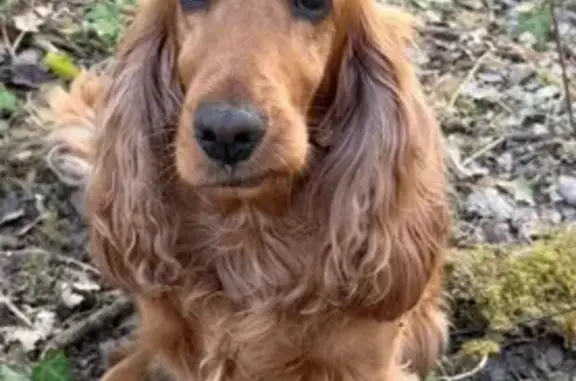 Animaux perdus Bordeaux, photo: Chien perdu, Route de la Vierge, Marcenais, Bordeaux - Cocker Spaniel couleur sable