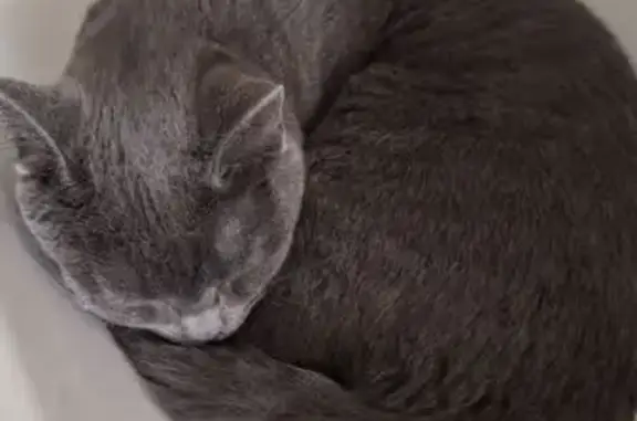 Animaux perdus Manosque, photo: Chat perdu, Boulevard des Amandiers, Manosque - mâle gris avec reflets noirs