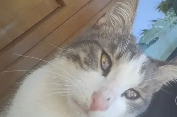 Chat trouvé Authon-du-Perche, photo: Chat trouvé, Miermaigne, Authon-du-Perche - mince et affectueux