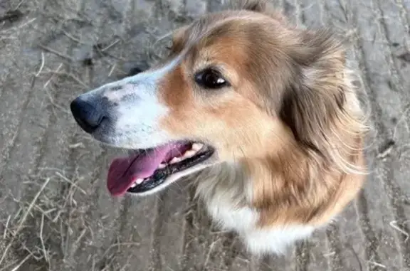 Animaux perdus Chemillé-Melay, photo: Chien perdu, La Grande Rivière, Chemillé-en-Anjou - border collie croisé colley