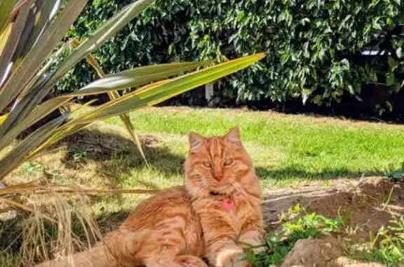 Chat perdu, Chemin de la Bilière, 17, Couëron - roux à poil mi-long - photo