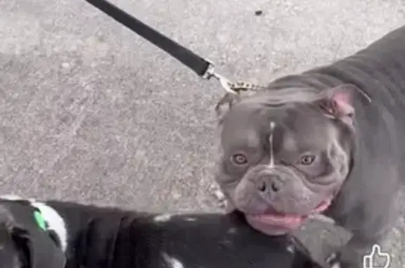 Lost dog, Dixon Boulevard, Cocoa - male American Bully - photo
