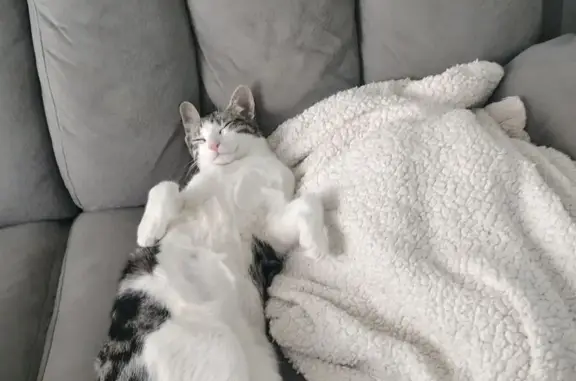 Gatos perdidos, Baza, foto: Perdido gato, Calle Pintor Ribera, Baza - lleva un arnés azul