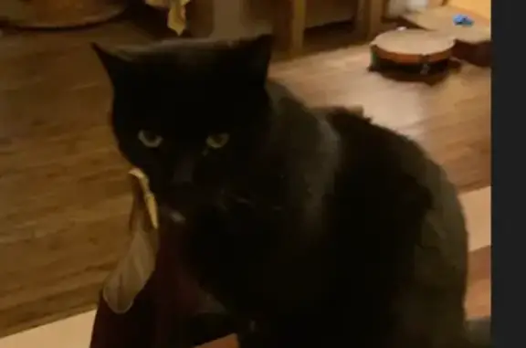Animaux perdus Brest, photo: Chat perdu, Rue Inkermann, Brest - tache blanche sur le cou