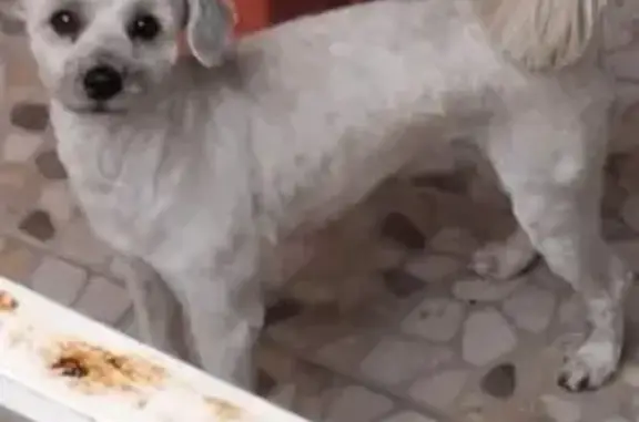 Animales perdidos Ciudad Nezahualcoyotl, foto: Perdido perro hembra, Calle Las Costeñas, Nezahualcóyotl