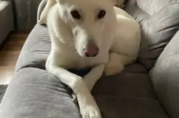 Missing dog Hammond, photo: Lost dog, Cline Adj Avenue, Hammond - female, white German Shepherd and Husky mix