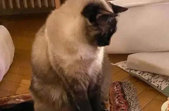 Chat perdu, Rue Sleidan, Strasbourg - petite chatte de 5 ans - photo