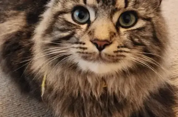 Lost pets Brighton, photo: Lost male cat, Adams Road, 113, Marion, Brighton