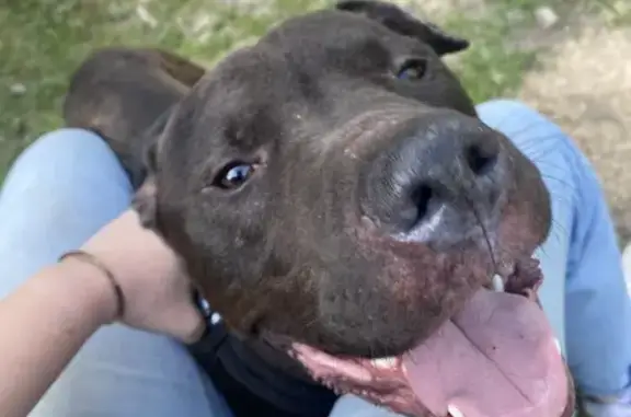 Found dog, Sleepy Hollow Road,...