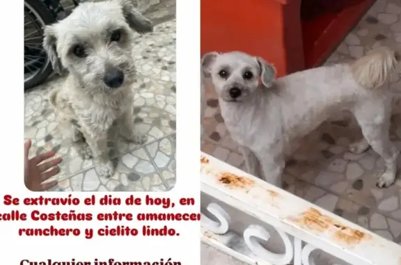 Animales perdidos Ciudad Nezahualcoyotl, foto: Perdido perro hembra, Las Costeñas, 181, Ciudad Nezahualcóyotl