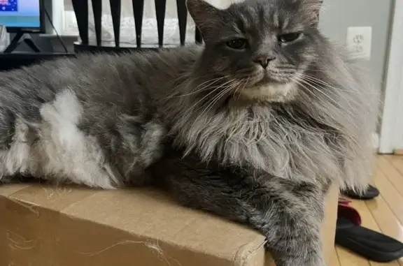 Lost male cat, Mendoza Lane, Woodbridge - dark gray coat - photo