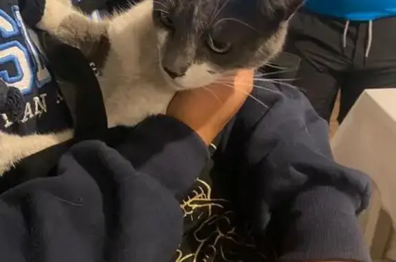 Búsqueda de mascotas, foto: Encontrado gato, Avenida Baja California, 94, Ciudad de México - gatita gris con blanco