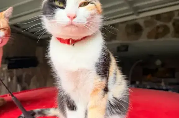 Búsqueda de mascotas, foto: Perdido gato hembra, Calle de las Encinas, Móstoles - tricolor y con collar