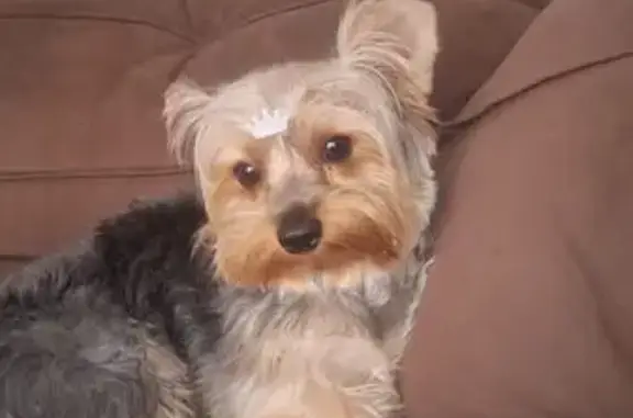 Cachorro perdido Macho (brl002684) - photo