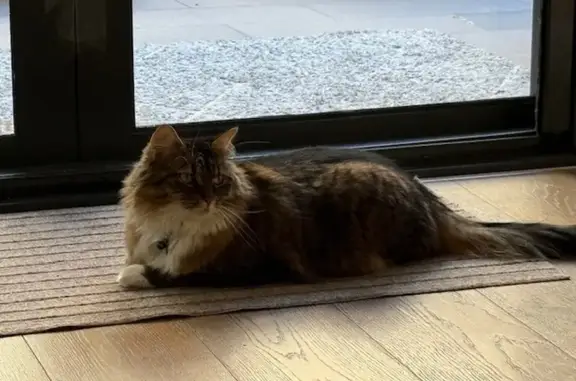 Lost pets Melbourne, photo: Lost female cat, Bayside, Melbourne - larger size with long fluffy tail