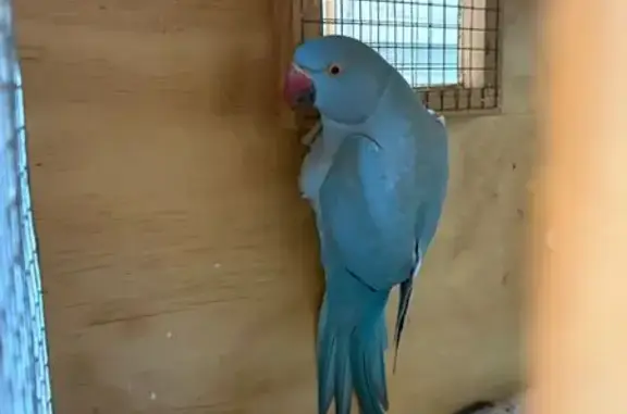 Found bird, Charming Street, B...