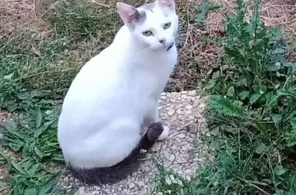 Chat perdu, Route de Salverte, La Neuville-du-Bosc - Blanchette, chatte blanche - photo
