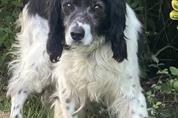 Animaux trouvés Vic-en-Bigorre, photo: Chien trouvé, D935, Camalès, Vic-en-Bigorre - épagneul noir et blanc avec collier