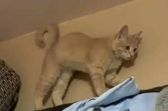 Animales perdidos Ciudad Nezahualcoyotl, foto: Perdido gato, Calle Fuente de La Diana, Ciudad Nezahualcóyotl - macho, 4 meses