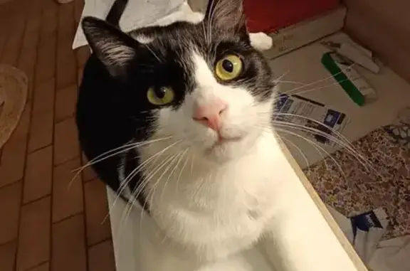 Chat perdu, Le Grau-du-Roi, photo: Chat perdu, Le Grau-du-Roi - mâle blanc avec taches noires