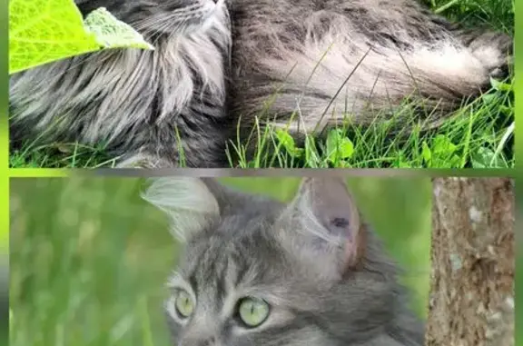 Animaux trouvés La Norville, photo: Chat perdu, Avenue Charles de Gaulle, Guibeville - poil mi-long et yeux verts