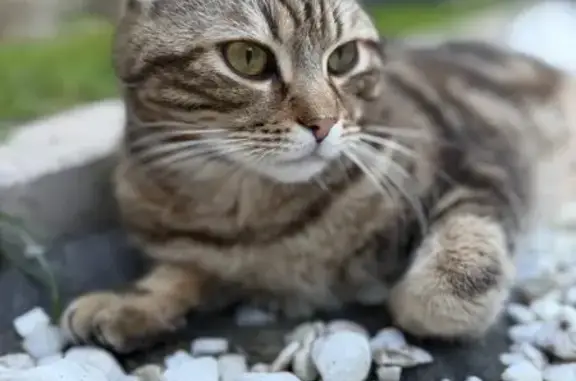 Chat perdu, Route de Paris, Moult-Chicheboville - mâle marron/beige - photo