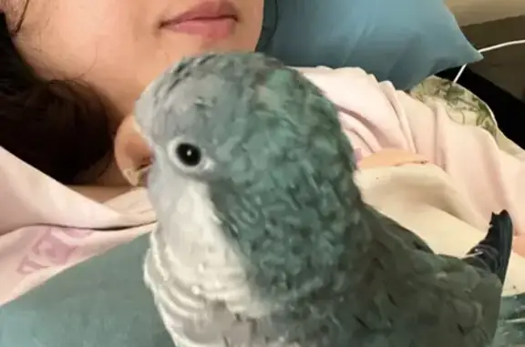 Lost bird, Heysen Court, 4, Melbourne - male Quaker Parrot - photo