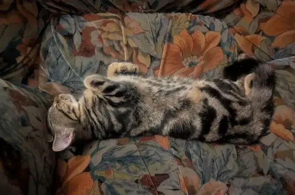 Chat perdu, Le Petit Félin, 1, Bonnes - marbré répondant au nom de Félicie - photo
