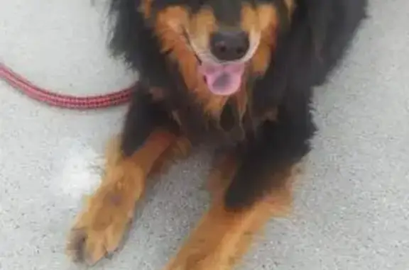 Perdido perro macho, Avinguda Montseny, 67, Sant Pere de Ribes, Vilanova i la Geltru - photo