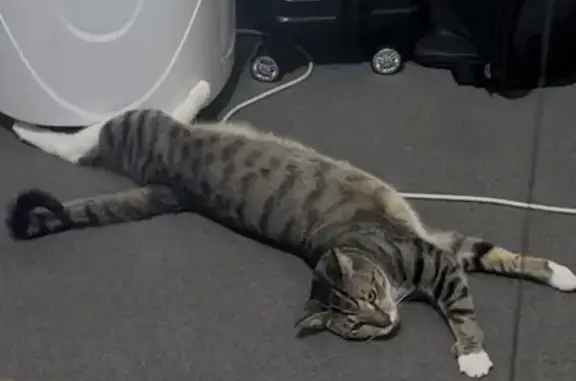 Lost male cat, Polding Street, Fairfield - domestic short hair tabby - photo