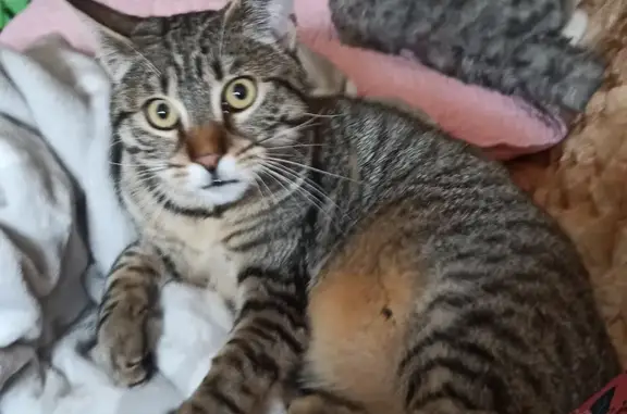 Chat perdu, Rue Rabelais, 53, Sarreguemines - Pixi, tigré de 8 mois - photo