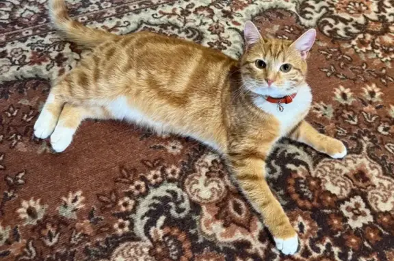 Зникла кішка, Веселий провулок, 11, Хмельницький - рудий окрас з тигровими смужками - photo