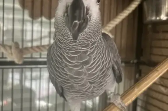 Animaux perdus Mollégès, photo: Oiseau perdu, Chemin des Arènes, Plan-d'Orgon - il dit coco