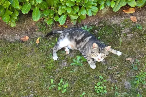 Animaux trouvés Sassenay, photo: Chat trouvé, Rue Louis Brondeault, Sassenay - tigré noir et gris