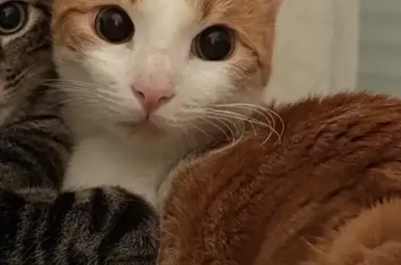 Tiene el rabo torcido y no tiene collar. La pechera es totalmente blanca