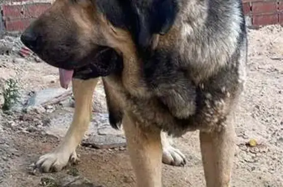 Perdido perro, Calle Augusto,...