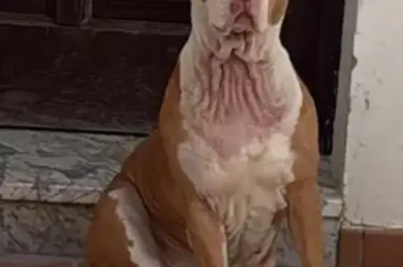 Perro encontrado Coria del Rio, foto: Encontrado perro hembra, Calle Hércules, 18, Coria del Río