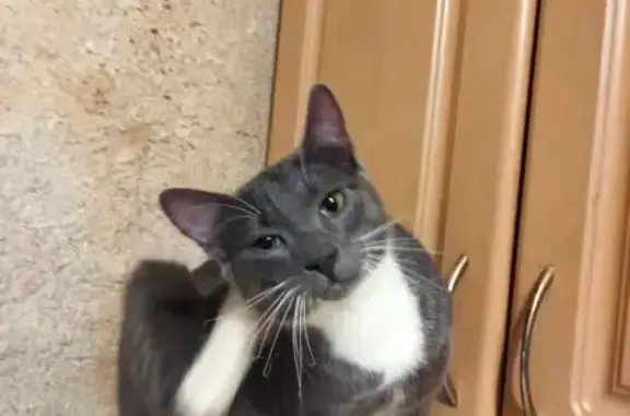 Зникла кішка, Донецька вулиця, 9, Львів - темно сірий з білою грудкою - photo