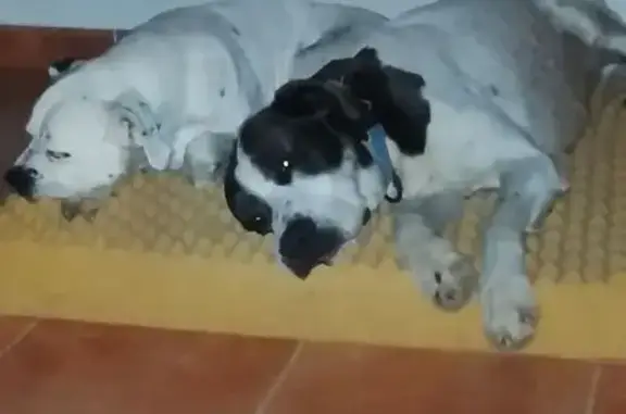 Perdido perro, Sant Carles de...