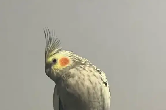 Lost bird, Lachlan Drive, Adelaide - male cockatiel - photo