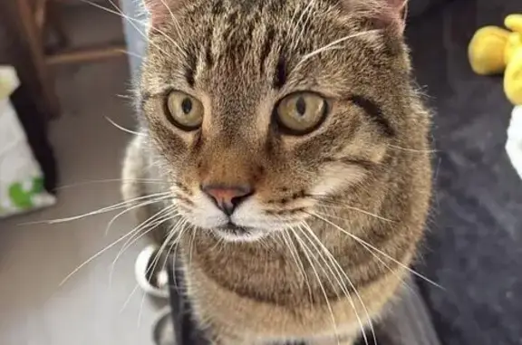 Chat perdu, Chemin des Cygnes, Villeneuve-d'Ascq - européen brown tabby - photo