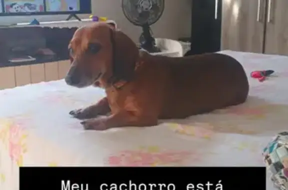 Cachorro perdido Macho (brl002685) - photo