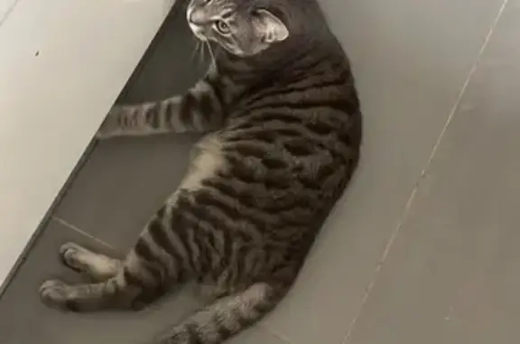 Chat perdu, Marcoussis, photo: Chat perdu, Rue Voltaire, 56, Marcoussis - gris tigré avec ventre blanc