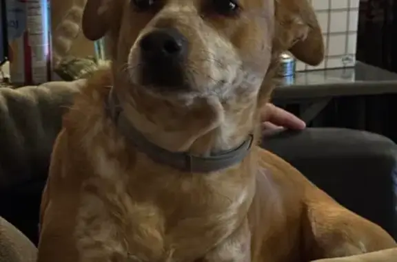 Lost dog, Bloomsburg, Pennsylvania - female with white spots - photo