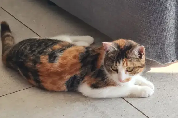 Chat perdu, Grésy-sur-Aix, photo: Chat perdu, Les Sedeaux, 77, Olby - femelle tricolore